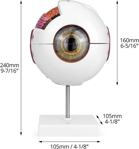QWORK 6X Enlarged Human Eye Anatomy Model, 2 Pack Magnified Eyeball Model with Detachable Bracket, Anatomically Accurate Science Education Display Medical Teaching Education in Saudi Arabia
