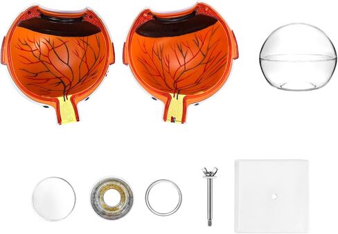 QWORK 6X Enlarged Human Eye Anatomy Model, 2 Pack Magnified Eyeball Model with Detachable Bracket, Anatomically Accurate Science Education Display Medical Teaching Education in Saudi Arabia