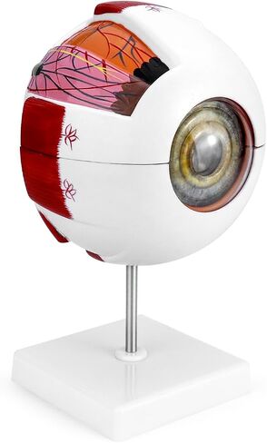 QWORK 6X Enlarged Human Eye Anatomy Model, 2 Pack Magnified Eyeball Model with Detachable Bracket, Anatomically Accurate Science Education Display Medical Teaching Education in Saudi Arabia