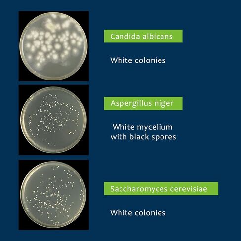 Potato Dextrose Agar(PDA) Plates for Mushroom Cultivation, Mold Detection 10 Pack, and Science Projects – Pre-Poured Petri Dishes in Kuwait