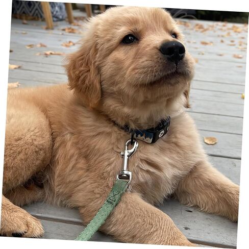Supvox 24pcs Snap Hooks مقاطع دوارة ثقيلة للخدمة الأليفة لأدوات مفاتيح Pet Leashes وأكثر أمانًا سهلة الاستخدام موصلات حبل محمولة داخلية داخلية in Saudi Arabia
