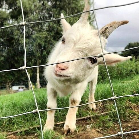 Galvanized Farm Fence 5Ft x 164Ft, Farm Wire Fencing Deer Fence,Heavy Duty Galvanized Field Wire Fencing for Dog Chicken Hog Deer Goat Cattle, Yard Vegetable Plant Animals Protection Poultry in Saudi Arabia