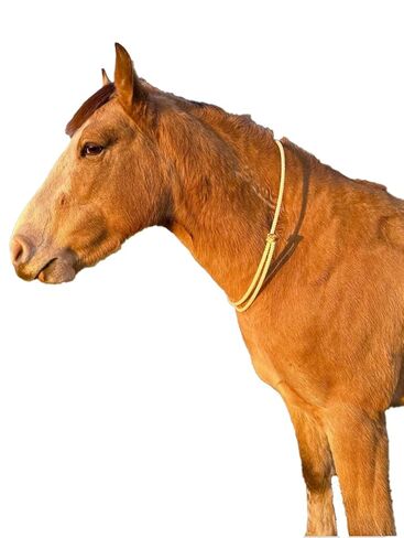 Lariat Liberty Horse Sliding Neck Ring Cordeo for Bridleless Riding - Extra Soft and Adjustable | Liberty Line, Liberty Neck Rope in Saudi Arabia
