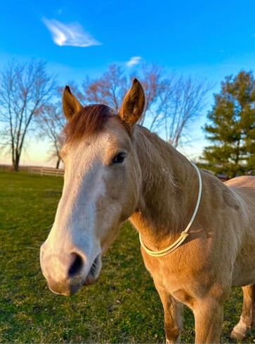 Lariat Liberty Horse Sliding Neck Ring Cordeo for Bridleless Riding - Extra Soft and Adjustable | Liberty Line, Liberty Neck Rope in Saudi Arabia