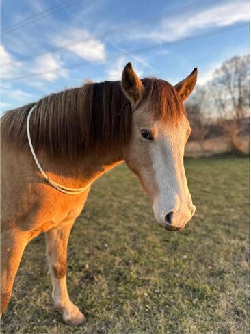 Lariat Liberty Horse Sliding Neck Ring Cordeo for Bridleless Riding - Extra Soft and Adjustable | Liberty Line, Liberty Neck Rope in Saudi Arabia