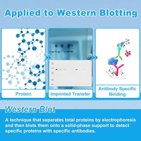 TG electrophoresis Buffer (10x) ، Tris-glycine Transfer Buffer للبقع الغربية والمواد الهلامية الأصلية ، الرقم الهيدروجيني 8.3 ، 500 مل/زجاجة ، زجاجة واحدة in Kuwait