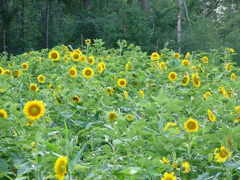 Summer Food Plot Seeds, 5 lbs (1/4 Acre) - Perfect Summer Mix, Soybeans, Sunflowers, Cow Peas, Buckwheat, High in Protein for Critical Summer Months, Attractive to Whitetail, Hunting in Saudi Arabia