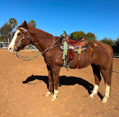 cinch strap set latigo sunflower 2" in Saudi Arabia
