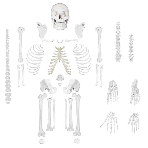 breesky Disarticulated Human Skeleton Model for Anatomy Life Sized Anatomical Model 23 Intervertebral Discs 3 Part Skull with Movable Jaw Articulated Hand & Foot Includes Colored Poster in Saudi Arabia