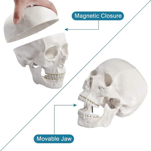 breesky Disarticulated Human Skeleton Model for Anatomy Life Sized Anatomical Model 23 Intervertebral Discs 3 Part Skull with Movable Jaw Articulated Hand & Foot Includes Colored Poster in Saudi Arabia