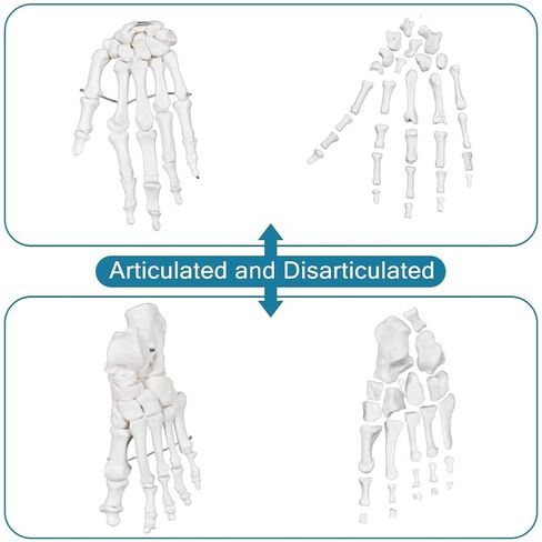 breesky Disarticulated Human Skeleton Model for Anatomy Life Sized Anatomical Model 23 Intervertebral Discs 3 Part Skull with Movable Jaw Articulated Hand & Foot Includes Colored Poster in Saudi Arabia