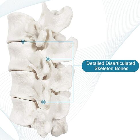 breesky Disarticulated Human Skeleton Model for Anatomy Life Sized Anatomical Model 23 Intervertebral Discs 3 Part Skull with Movable Jaw Articulated Hand & Foot Includes Colored Poster in Saudi Arabia