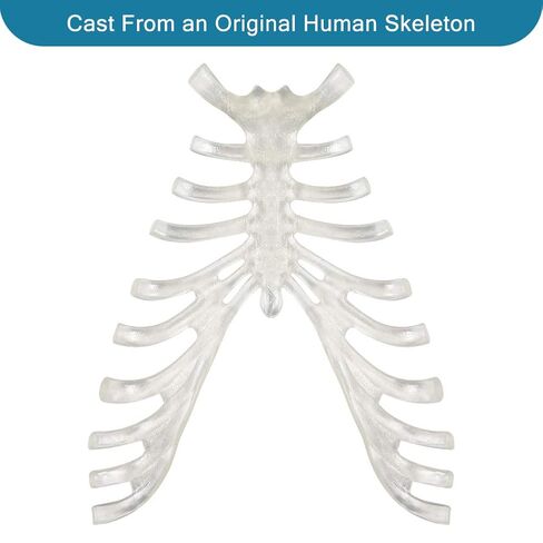 breesky Disarticulated Human Skeleton Model for Anatomy Life Sized Anatomical Model 23 Intervertebral Discs 3 Part Skull with Movable Jaw Articulated Hand & Foot Includes Colored Poster in Saudi Arabia