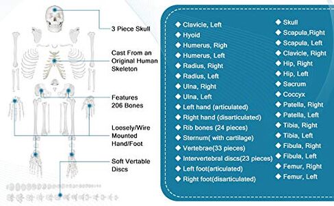 breesky Disarticulated Human Skeleton Model for Anatomy Life Sized Anatomical Model 23 Intervertebral Discs 3 Part Skull with Movable Jaw Articulated Hand & Foot Includes Colored Poster in Saudi Arabia