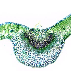 Eisco - Prepared Microscope Slide of Dicot Leaf Cross Section 25x77mm Glass Slide Stained for Plant Structure Observation in Saudi Arabia