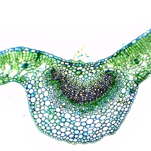 Eisco - Prepared Microscope Slide of Dicot Leaf Cross Section 25x77mm Glass Slide Stained for Plant Structure Observation in Saudi Arabia