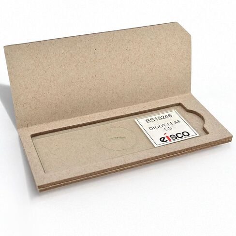 Eisco - Prepared Microscope Slide of Dicot Leaf Cross Section 25x77mm Glass Slide Stained for Plant Structure Observation in Saudi Arabia