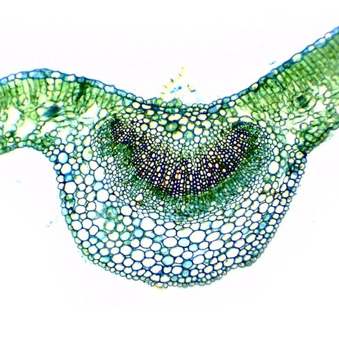 Eisco - Prepared Microscope Slide of Dicot Leaf Cross Section 25x77mm Glass Slide Stained for Plant Structure Observation in Saudi Arabia