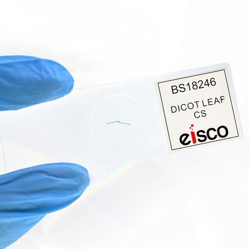 Eisco - Prepared Microscope Slide of Dicot Leaf Cross Section 25x77mm Glass Slide Stained for Plant Structure Observation in Saudi Arabia
