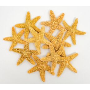 Sugar Starfish | 10 Brown Sugar Starfish 1 1/2"-2" | Plus Free Nautical eBook by Joseph Rains