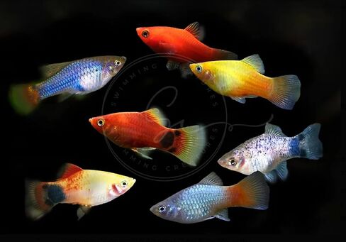 5 Assorted Rare Guppy Live Tropical Freshwater Aquarium Fish in Kuwait