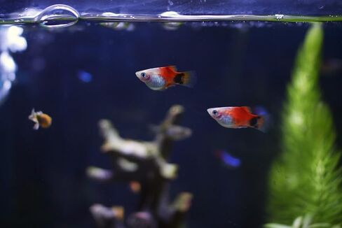 5 Assorted Rare Guppy Live Tropical Freshwater Aquarium Fish in Kuwait