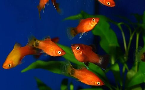 5 Assorted Rare Guppy Live Tropical Freshwater Aquarium Fish in Kuwait