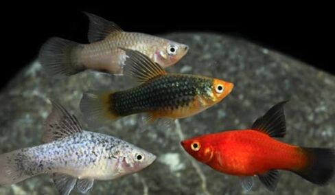 5 Assorted Rare Guppy Live Tropical Freshwater Aquarium Fish in Kuwait