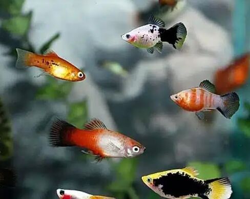 5 Assorted Rare Guppy Live Tropical Freshwater Aquarium Fish in Kuwait