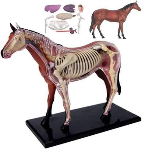 Biological Horse Organ Anatomy Teaching Model Animal Model Horse Anatomy Model 4D Visual Detachable Organs and Partial Education in Saudi Arabia