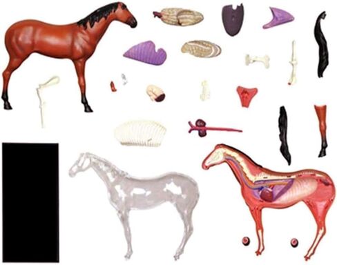 Biological Horse Organ Anatomy Teaching Model Animal Model Horse Anatomy Model 4D Visual Detachable Organs and Partial Education in Saudi Arabia
