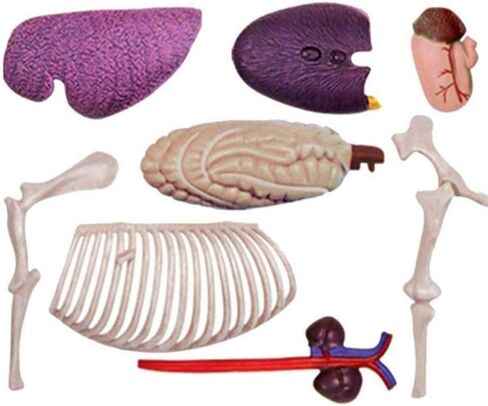 Biological Horse Organ Anatomy Teaching Model Animal Model Horse Anatomy Model 4D Visual Detachable Organs and Partial Education in Saudi Arabia