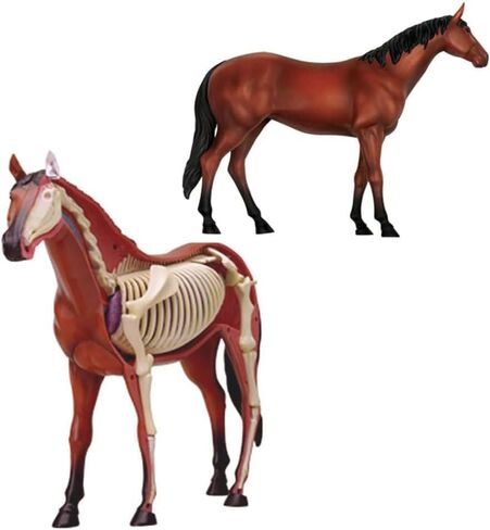 Biological Horse Organ Anatomy Teaching Model Animal Model Horse Anatomy Model 4D Visual Detachable Organs and Partial Education in Saudi Arabia