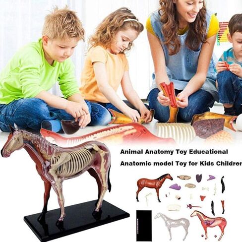 Biological Horse Organ Anatomy Teaching Model Animal Model Horse Anatomy Model 4D Visual Detachable Organs and Partial Education in Saudi Arabia