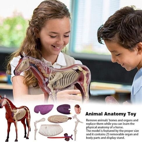 Biological Horse Organ Anatomy Teaching Model Animal Model Horse Anatomy Model 4D Visual Detachable Organs and Partial Education in Saudi Arabia