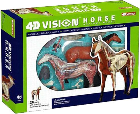 Biological Horse Organ Anatomy Teaching Model Animal Model Horse Anatomy Model 4D Visual Detachable Organs and Partial Education in Saudi Arabia