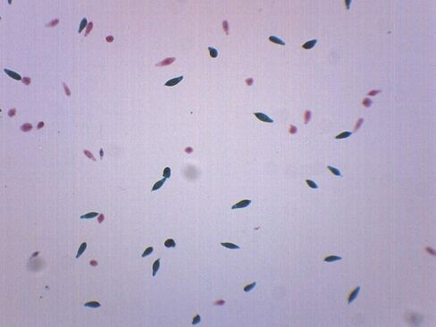 Eisco (حزمة من 10) Euglena Virdis ، شرائح المجهر المعدة - حزمة الفصل الدراسي ، 10 شرائح في حالة التخزين - علم الأحياء والمجهر in Saudi Arabia