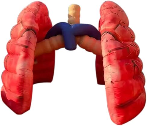 Giant Inflatable Lung Medical Exhibits Advertising Large Inflatable Human Organs Model Replica for School Teaching/Display Activity Decoration (Lung 3) in Kuwait