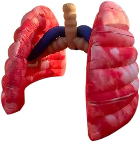 Giant Inflatable Lung Medical Exhibits Advertising Large Inflatable Human Organs Model Replica for School Teaching/Display Activity Decoration (Lung 3) in Kuwait