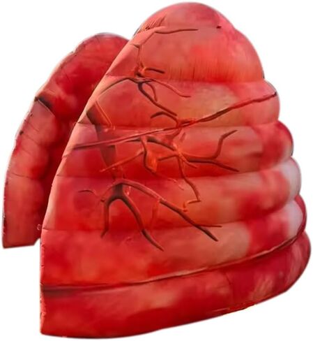 Giant Inflatable Lung Medical Exhibits Advertising Large Inflatable Human Organs Model Replica for School Teaching/Display Activity Decoration (Lung 3) in Kuwait
