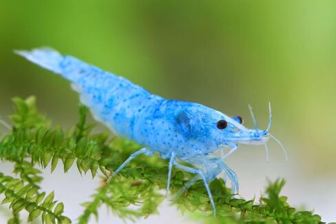 SF Aquatic™ 40 Mixed Color Neocaridina Rainbow Live Freshwater Aquarium Shrimps for Aquarium. Young Adults Beeding Age. Live Arrival Guarantee in Saudi Arabia