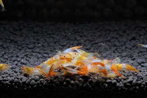 SF Aquatic™ 40 Mixed Color Neocaridina Rainbow Live Freshwater Aquarium Shrimps for Aquarium. Young Adults Beeding Age. Live Arrival Guarantee in Saudi Arabia