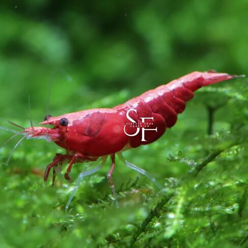 SF Aquatic™ 40 Mixed Color Neocaridina Rainbow Live Freshwater Aquarium Shrimps for Aquarium. Young Adults Beeding Age. Live Arrival Guarantee in Saudi Arabia
