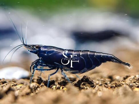 SF Aquatic™ 40 Mixed Color Neocaridina Rainbow Live Freshwater Aquarium Shrimps for Aquarium. Young Adults Beeding Age. Live Arrival Guarantee in Saudi Arabia