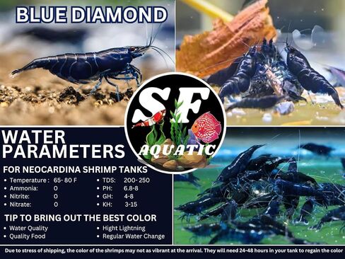 SF Aquatic™ 40 Mixed Color Neocaridina Rainbow Live Freshwater Aquarium Shrimps for Aquarium. Young Adults Beeding Age. Live Arrival Guarantee in Saudi Arabia