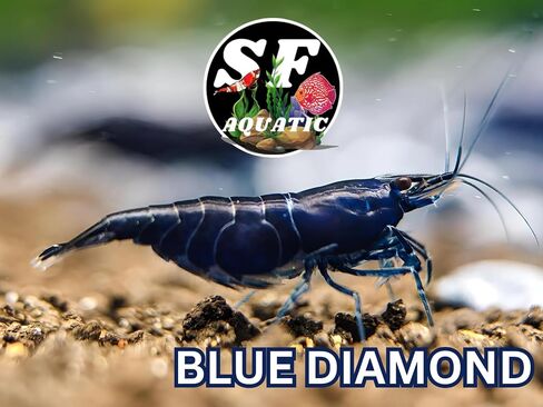 SF Aquatic™ 40 Mixed Color Neocaridina Rainbow Live Freshwater Aquarium Shrimps for Aquarium. Young Adults Beeding Age. Live Arrival Guarantee in Saudi Arabia