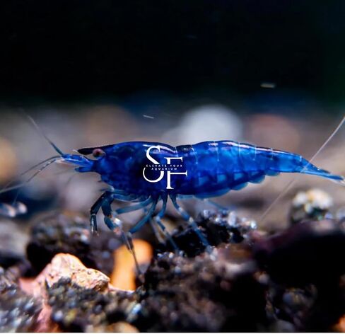 SF Aquatic™ 40 Mixed Color Neocaridina Rainbow Live Freshwater Aquarium Shrimps for Aquarium. Young Adults Beeding Age. Live Arrival Guarantee in Saudi Arabia