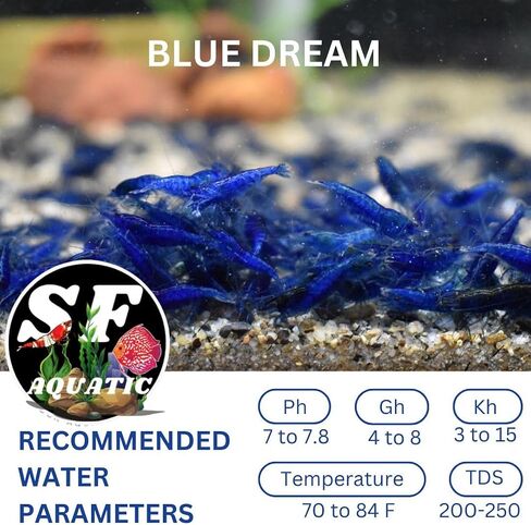 SF Aquatic™ 40 Mixed Color Neocaridina Rainbow Live Freshwater Aquarium Shrimps for Aquarium. Young Adults Beeding Age. Live Arrival Guarantee in Saudi Arabia