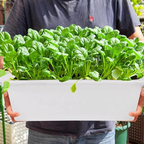 أحواض الحافلات ذات 4 عبوات ، صندوق حمل تجاري ، صندوق حافلة بلاستيكي (8 لتر سعة) ، أبيض in Kuwait