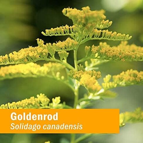 Herb Pharm Certified Organic Goldenrod Liquid Extract for Urinary System Support, 1 Fl Oz (Pack of 1) in Saudi Arabia